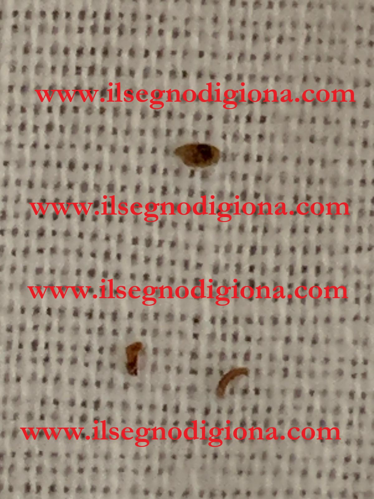 miracolo eucaristico 3